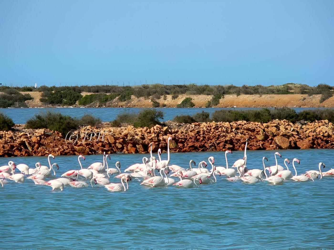 Flamingo Vila Alicante San Pedro del Pinatar Εξωτερικό φωτογραφία