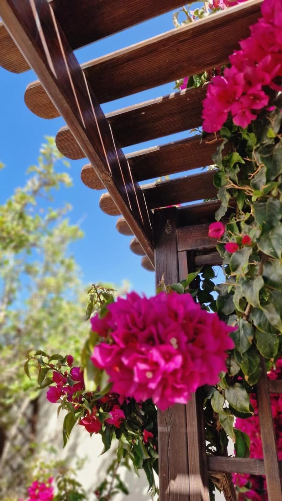 Flamingo Vila Alicante San Pedro del Pinatar Εξωτερικό φωτογραφία