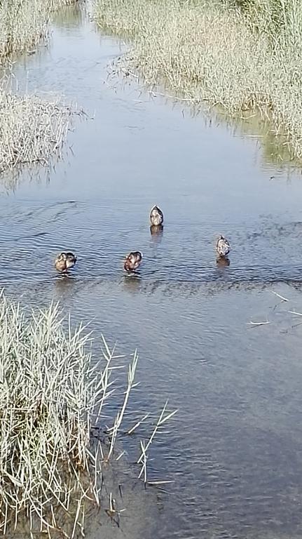 Flamingo Vila Alicante San Pedro del Pinatar Εξωτερικό φωτογραφία